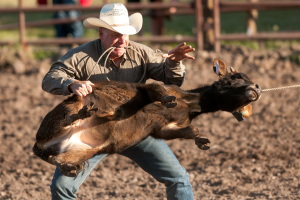 A calf is flipped during tie-down roping.