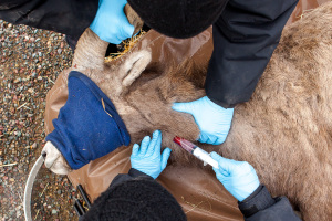 Fish, Wildlife and Parks employees collects blood sample from a bighorn sheep at Big Arm State Park in Montana.